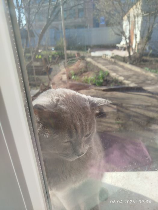 Найден британский кот