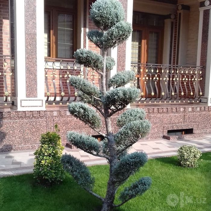 Uyingiz uchun lanshaft