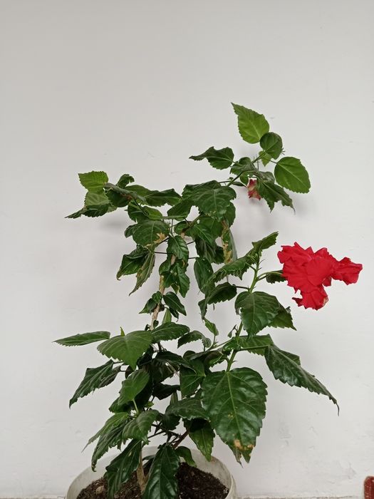 Продам цветы. Гибискус