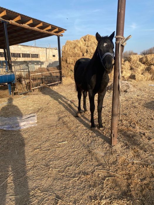 Тай сатыладыыыыы