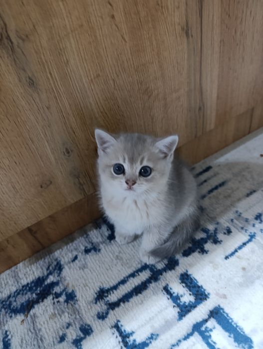 Silver shinshila