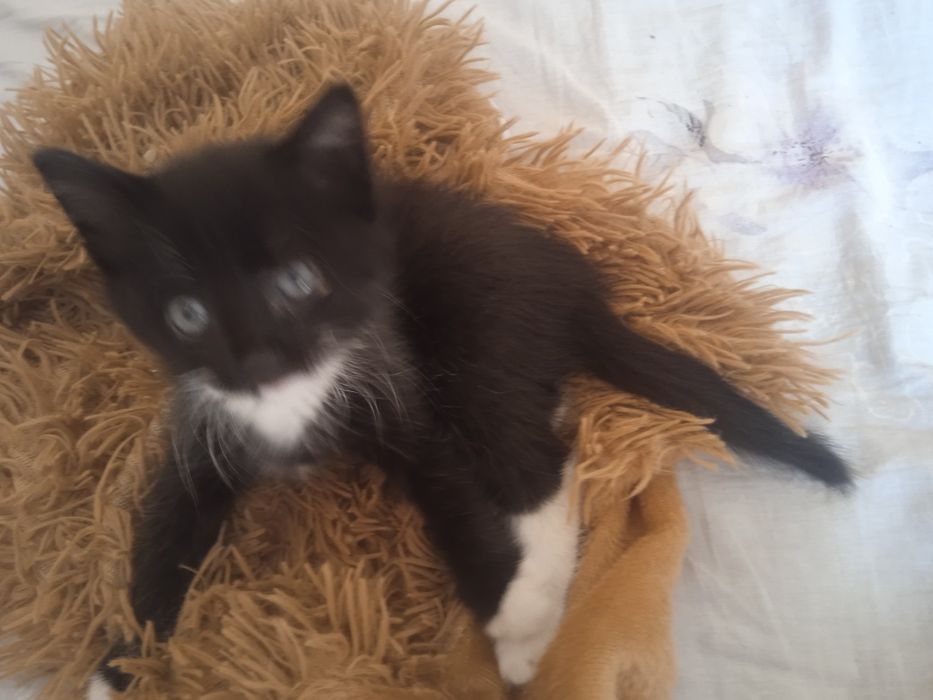 Отдам бесплатно котёнка