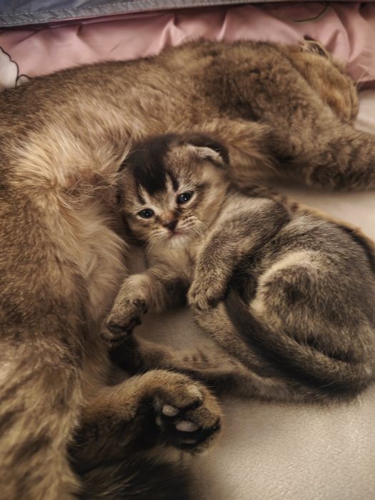 Продаётся кошка мальчик