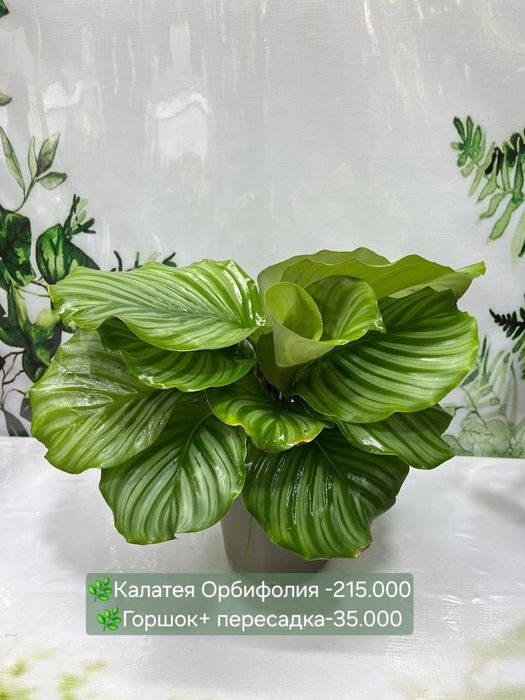 Комнатные  растения