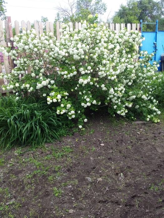 Калина Бюльденешь