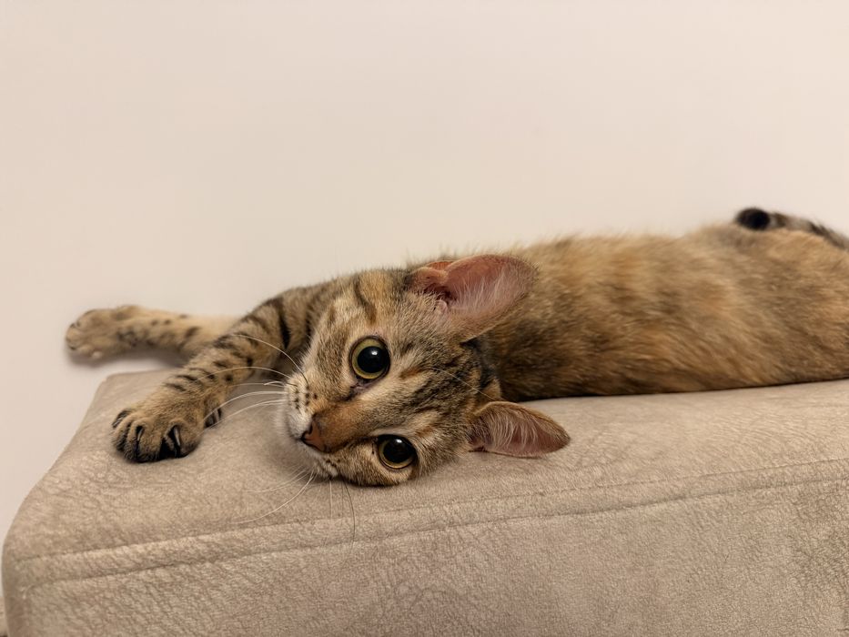 Pisica spre adoptie