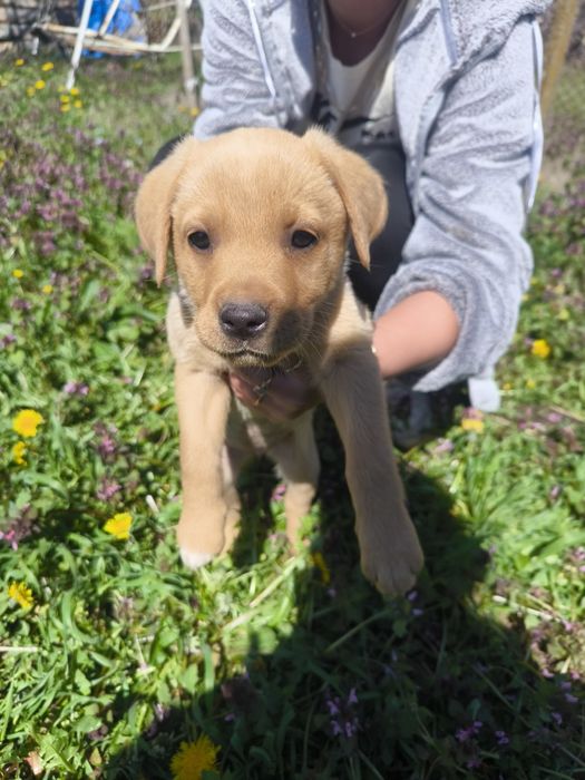 Лабрадор ретривър