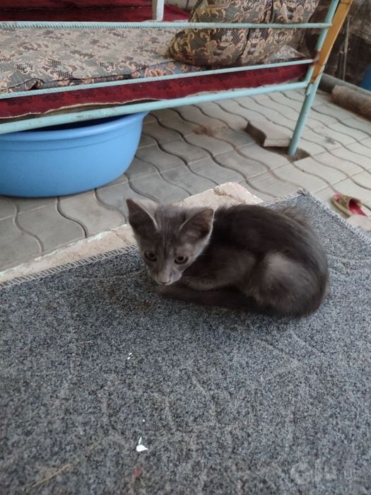 Домашние кошки. Бесплатно