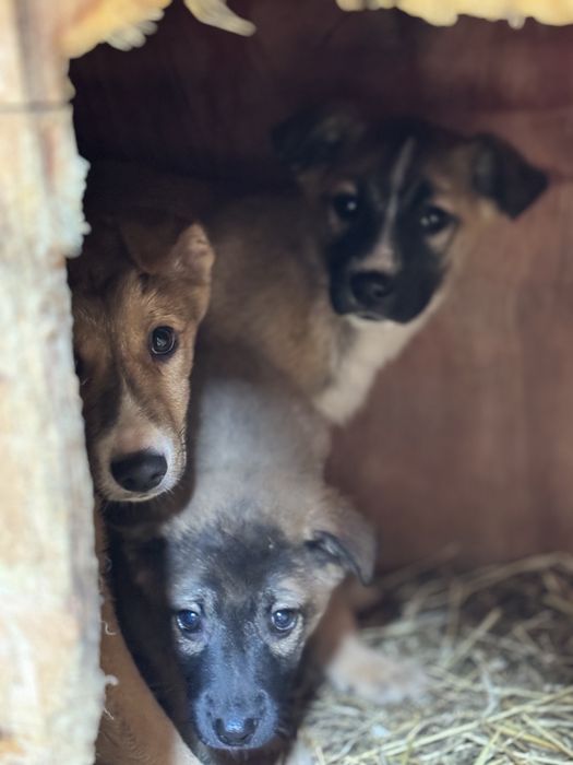 Щенок бесплатно