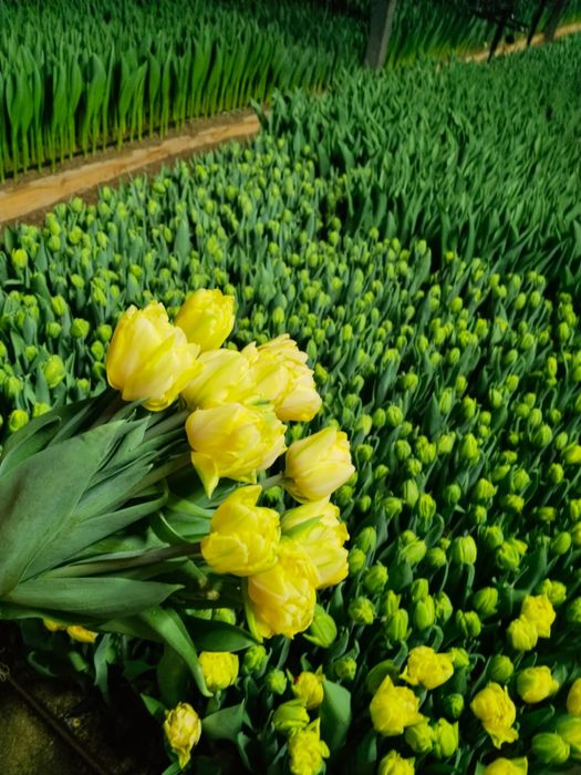 Тюлпаны голландские