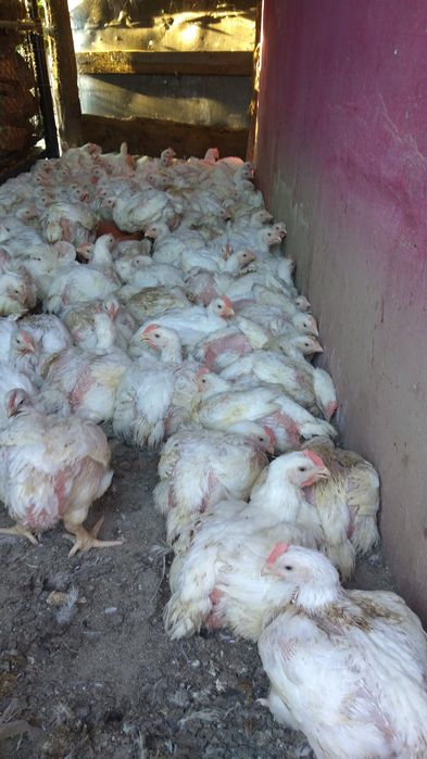 Vând pui albi ..