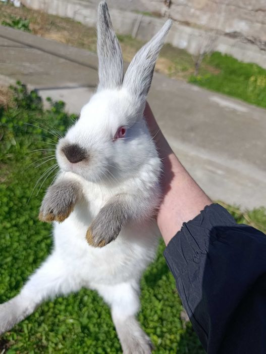 Кролики Калифорния