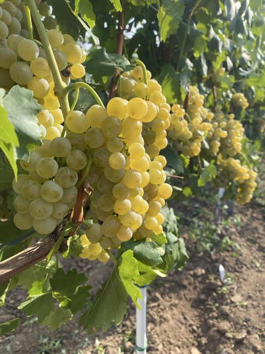 Struguri de vin si de masa
