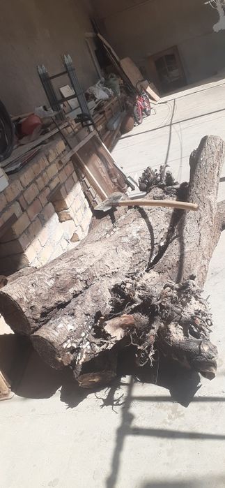 Утин гилос дарахти куриган шу туриши хаммаси 40000сум