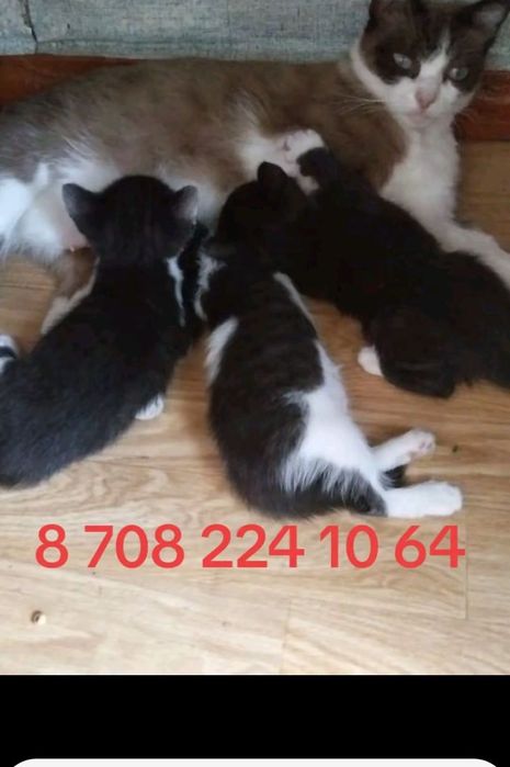 Отдам хороших котят!