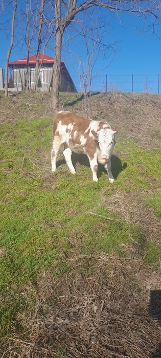 Vițea balțati românesti