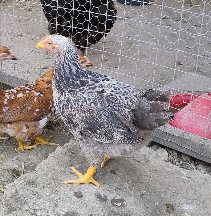 cocosi Plymouth Silver -argintiu 4,5 luni