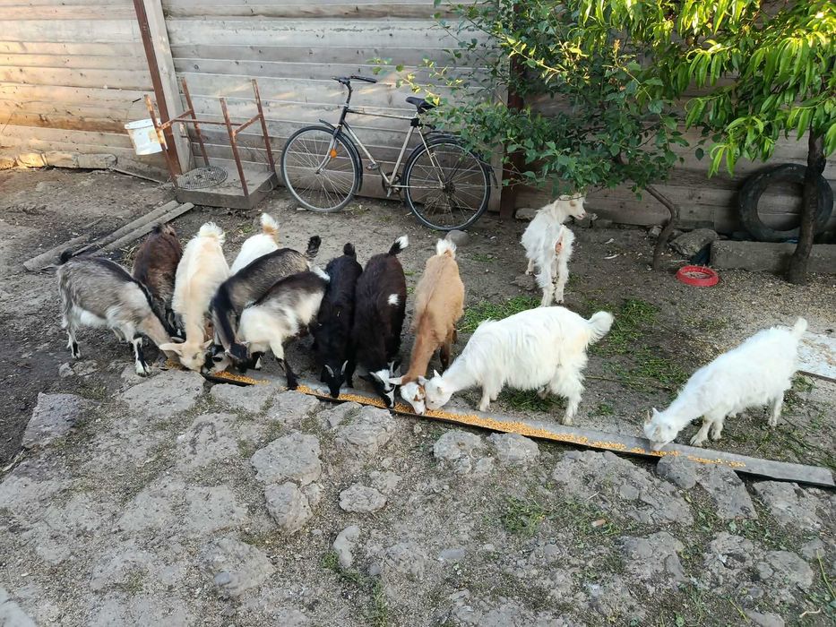 De vânzare, mai multe detalii în privat,