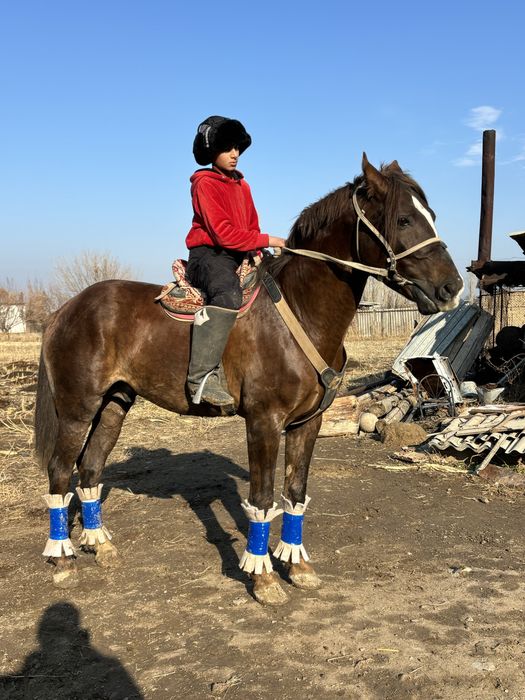 Айғыр сатылады