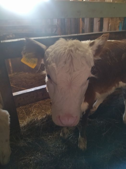 7 бас бұзаулы сиыр сатылады