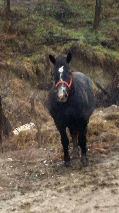 Mânza de vânzare are 2 ani pentru mai multe detalii sunați