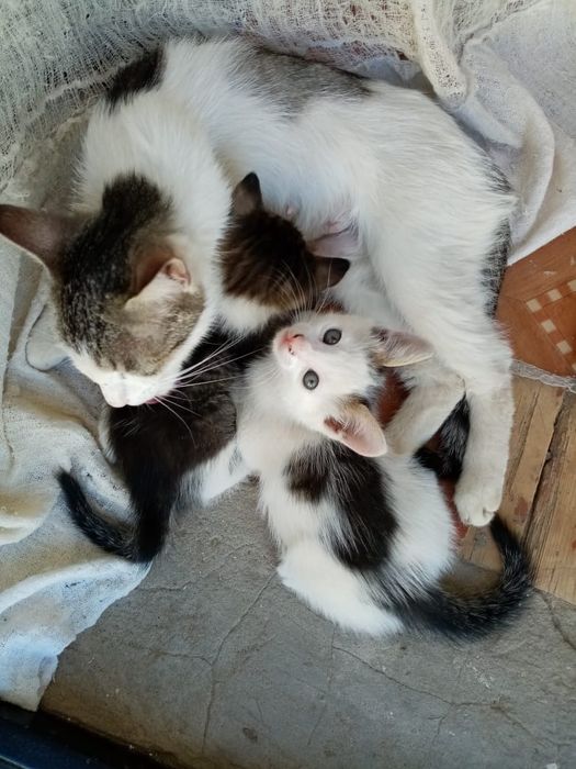 Отдам котят бесплатно