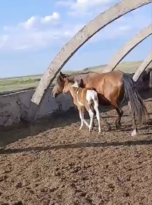 Құлынды биелер сатылады