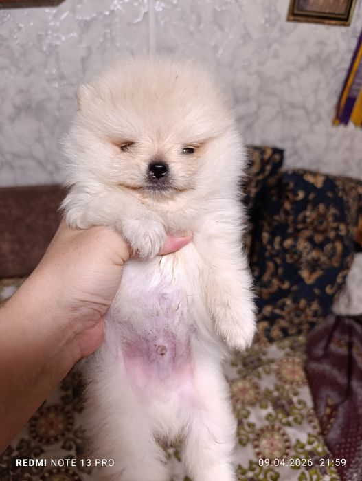 Померанский шпиц мальчик мини