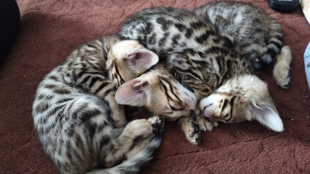 Pui Bengal gata de adopție începând cu data de 15 Octombrie