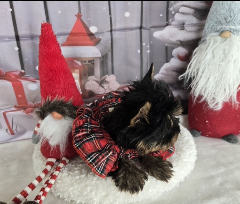 Йоркширски териер ,йорки мини момиче