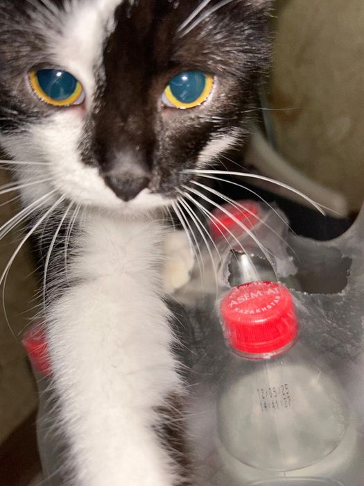 отдам в добрые руки