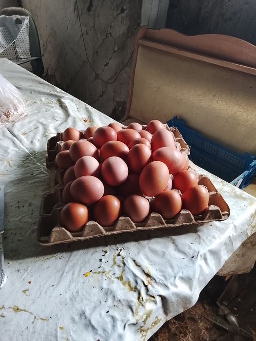 Продам кур несушек