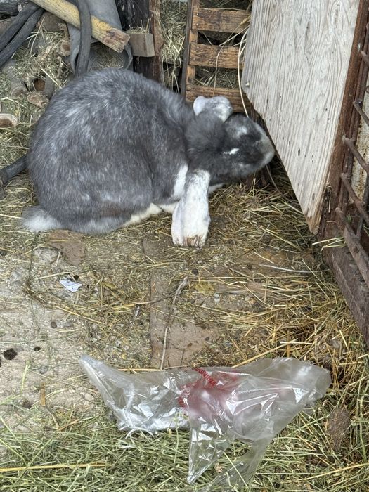 Кролик срочно продоеться