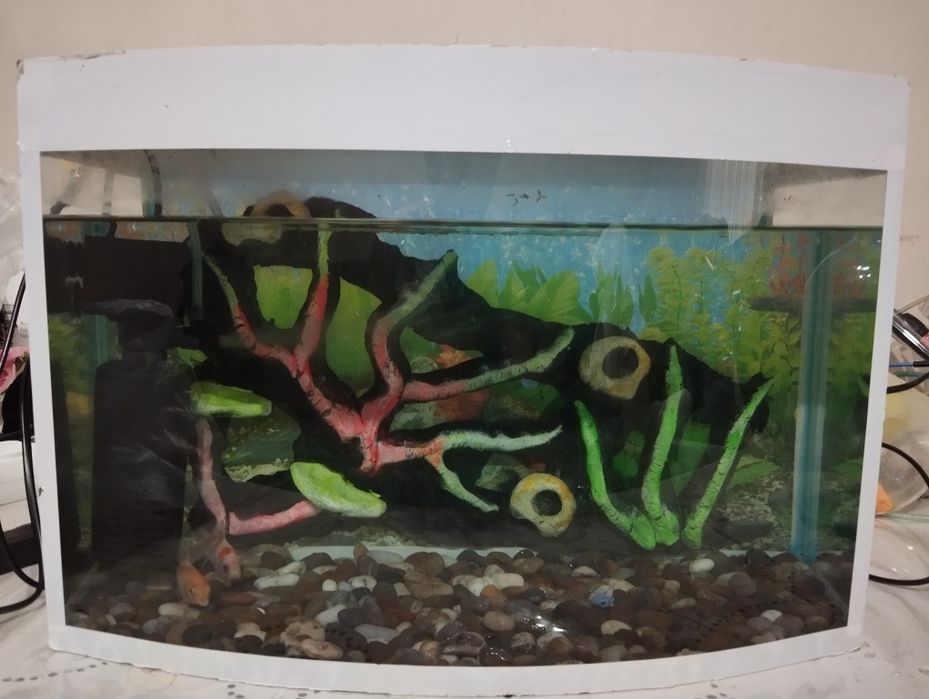 Akvarium komplekt ovalniy sotiladi