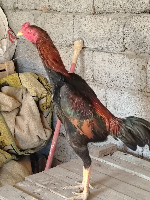 Бойцовский петух