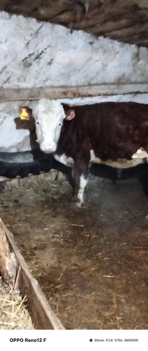 Продам бычков казахская белоголовая