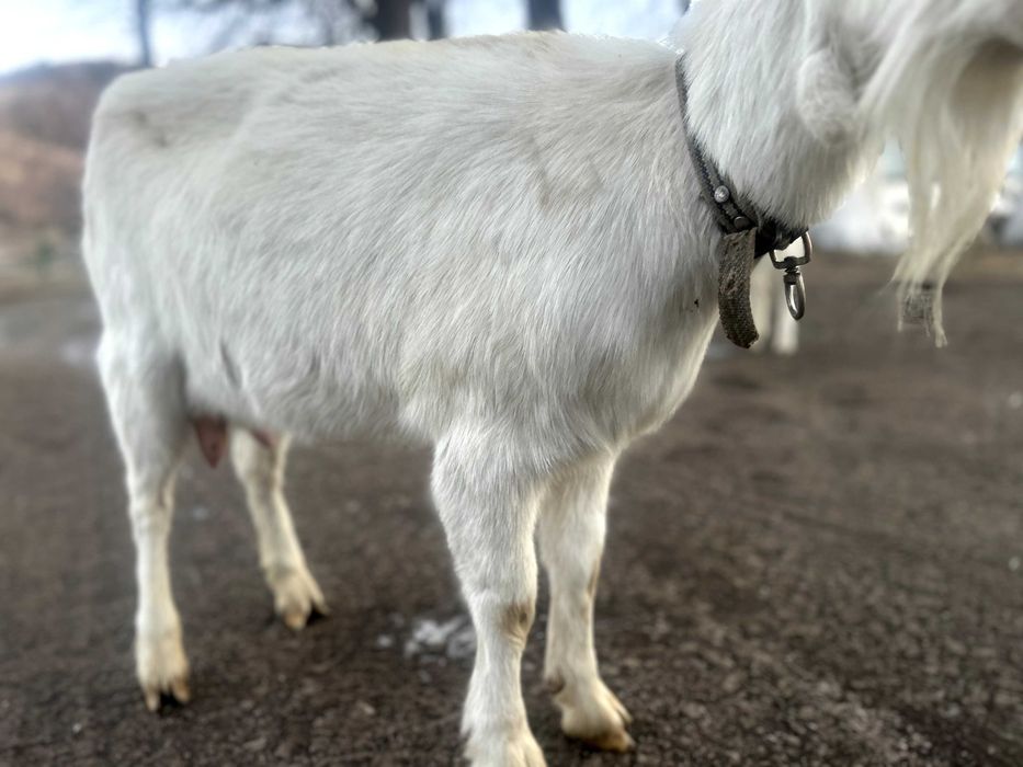 Capră rasa  Saanen