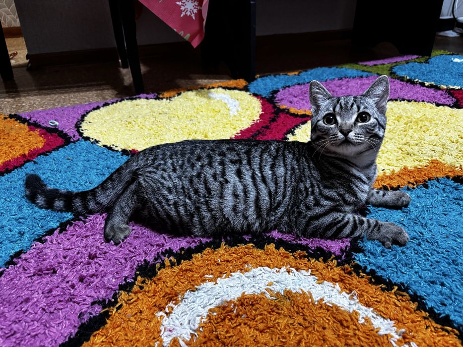 Котёнок мальчик ищет дом