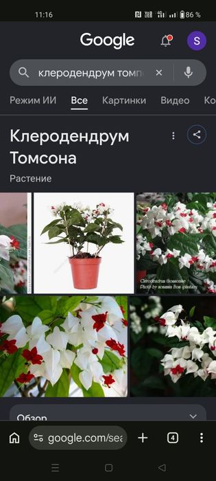 Комнатный цветок, клеодендрум Томсона