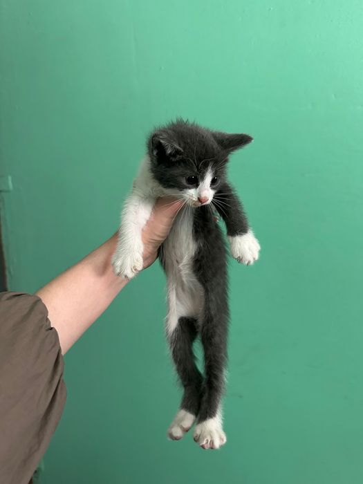 Отдам котенка в добрые руки