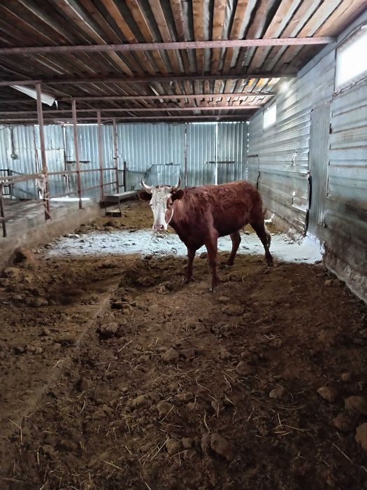 Крупно рогатый скот