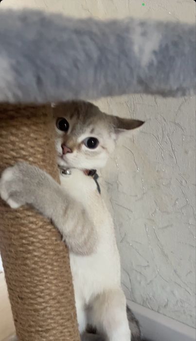 Кот домашний за 10к