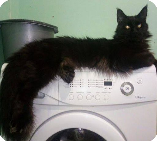 Продаётся Мейн-кун ПОЛИДАКТ 7/7/7/7 Девочка БЕРЕМЕННАЯ!