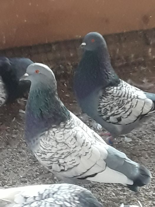 Vand porumbei Lux Polonez