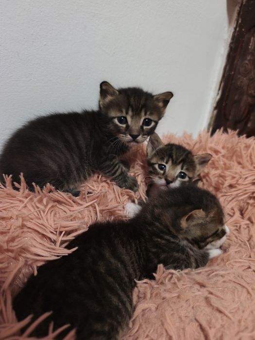 Pui de pisică adopție