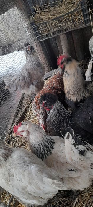 Oua pentru incubat.!