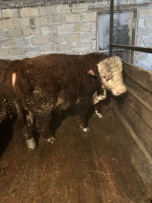 Откорм бычков продам