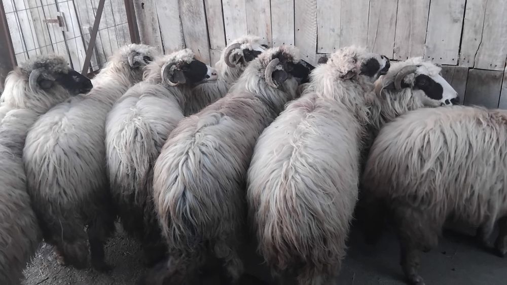 Vand 8 oi cu miel in burta