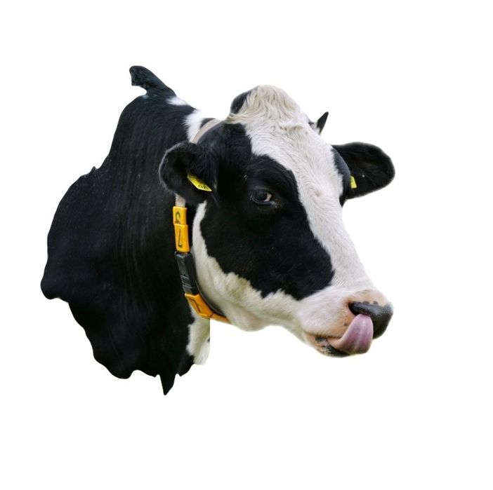 Жпс для лошадей!!жылқыға арналған ЖПС