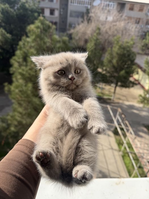 Shotlandskiy scottish fold va strayt mushuklar sotiladi